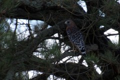 Buteo lineatus