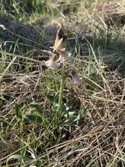 Fritillaria striata