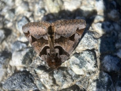 Euclidia ardita