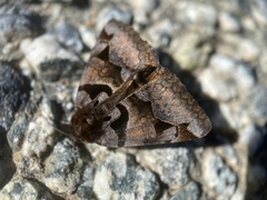 Euclidia ardita