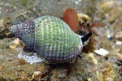 Cominella maculosa
