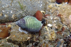Cominella maculosa