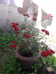 Rosa