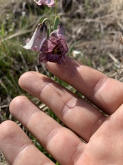 Fritillaria striata