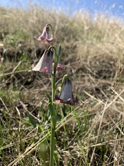Fritillaria striata