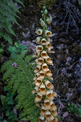 Digitalis ferruginea
