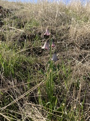 Fritillaria striata