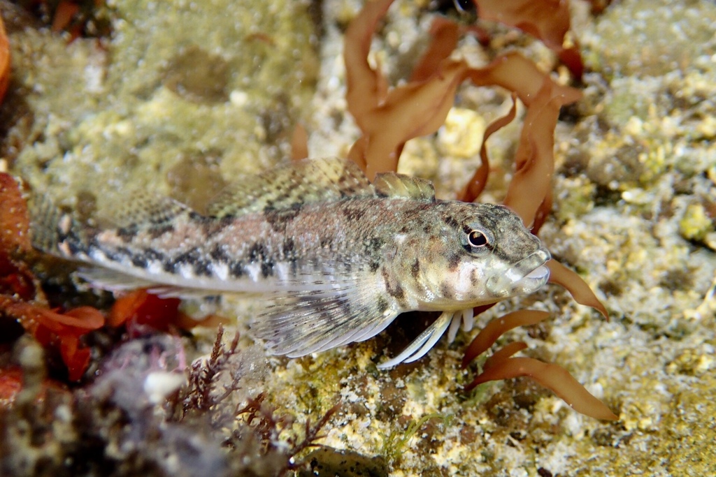 Bellapiscis