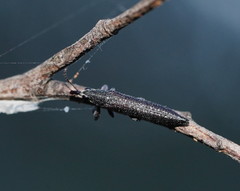 Rhinotia phoenicoptera