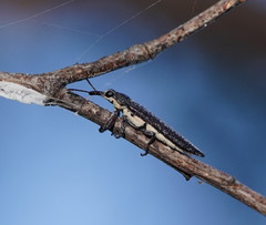 Rhinotia phoenicoptera