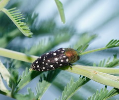 Diphucrania leucosticta