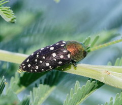 Diphucrania leucosticta