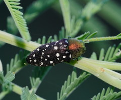 Diphucrania leucosticta