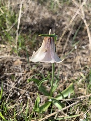 Fritillaria striata