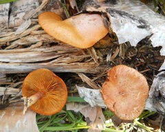 Gymnopilus aeruginosus