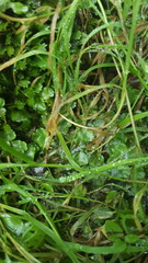 Marchantia polymorpha