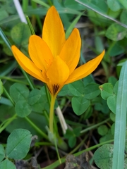 Crocus graveolens