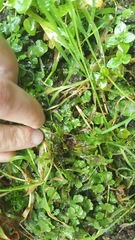 Marchantia polymorpha