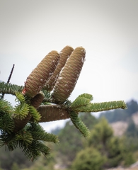 Abies cilicica