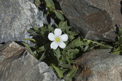 Cerastium lithospermifolium