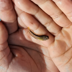 Parablennius laticlavius