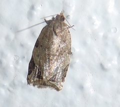 Neocalyptis affinisana