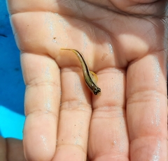 Parablennius laticlavius