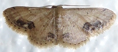 Idaea chotaria