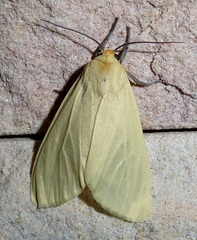 Pareuchaetes pseudoinsulata