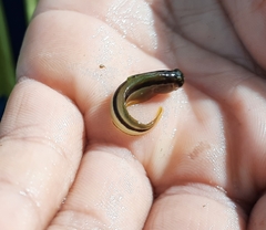 Parablennius laticlavius