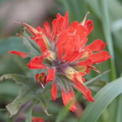 Castilleja martini martini