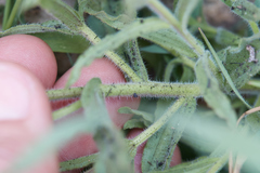 Castilleja martini martini