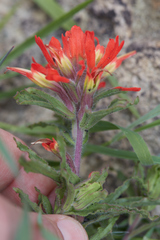 Castilleja martini martini