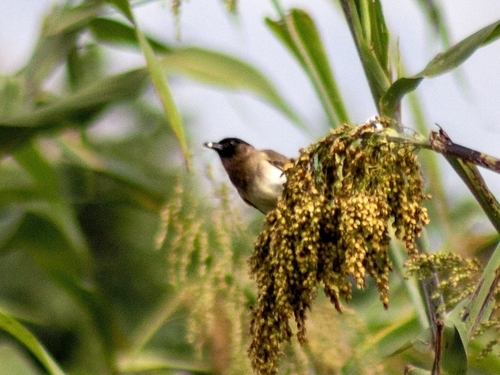 Common Bulbul