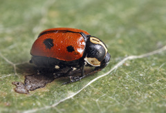 Cryptocephalus octopunctatus