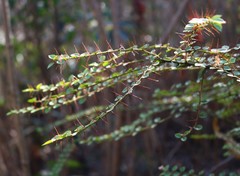 Capparis rotundifolia