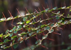 Capparis rotundifolia