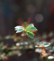 Capparis rotundifolia