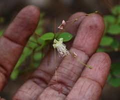Capparis rotundifolia