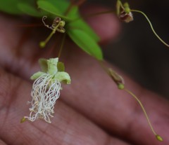 Capparis rotundifolia