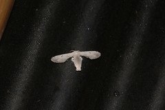 Penicillifera apicalis