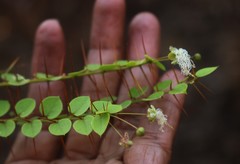 Capparis rotundifolia
