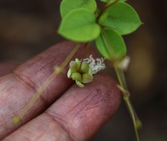 Capparis rotundifolia