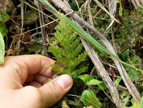 Vandenboschia cyrtotheca