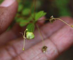 Capparis rotundifolia