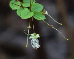 Capparis rotundifolia