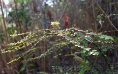Capparis rotundifolia
