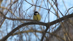 Parus major