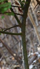 Capparis rotundifolia