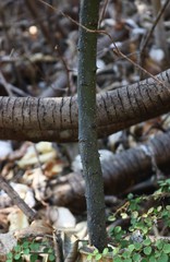 Capparis rotundifolia